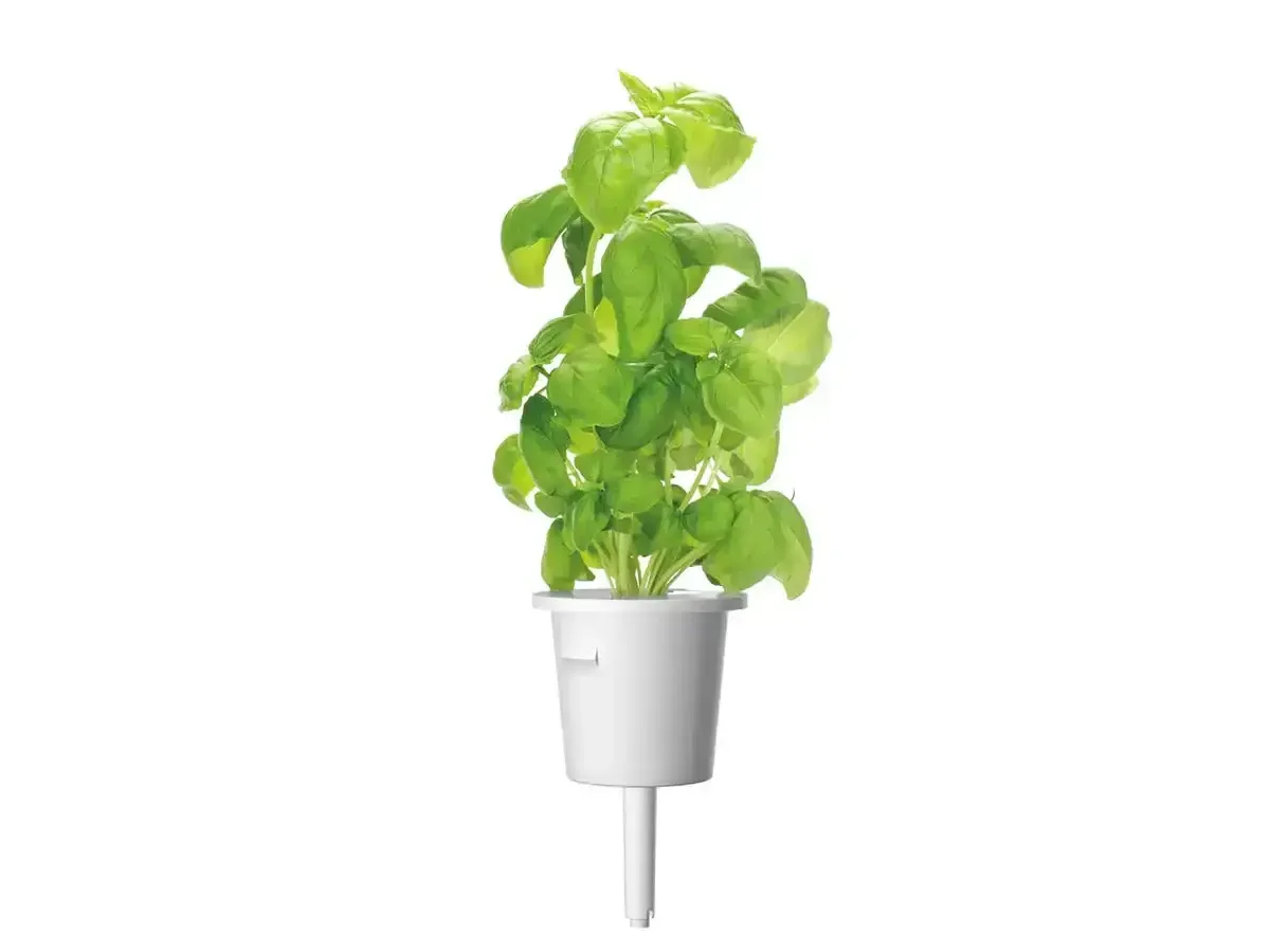 Click & Grow - Smart Garden Refill Basil - Starter do Uprawy z Nasionami - Bazylia - Image 3