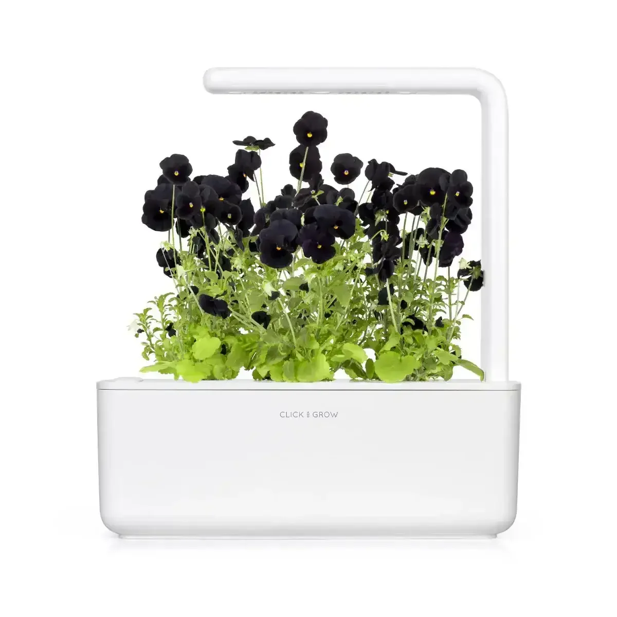 Click & Grow - Smart Garden Refill Black Pansy - Starter do Uprawy z Nasionami - Czarny Fiołek Rogoaty - Image 4