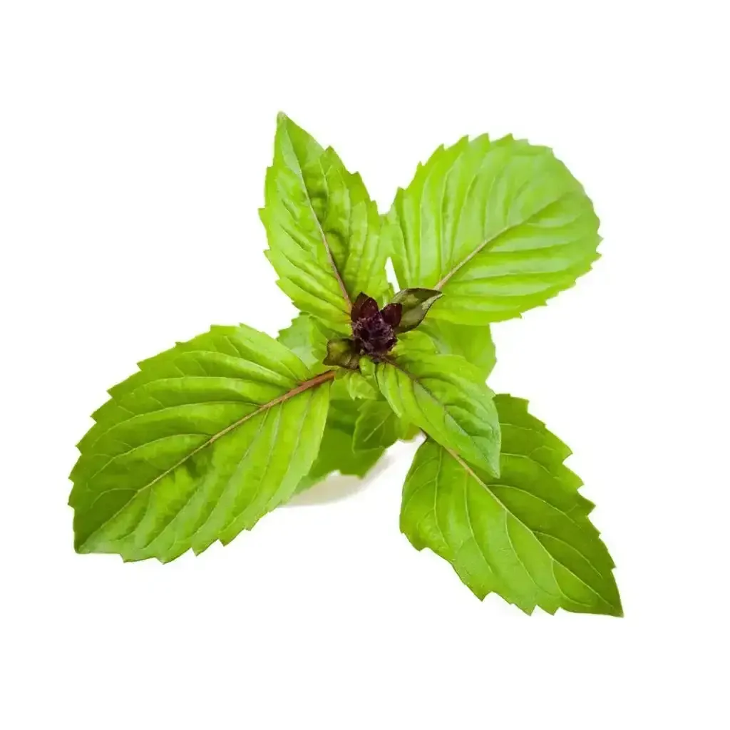 Click & Grow - Smart Garden Refill Cinnamon Basil - Starter do Uprawy z Nasionami - Bazylia Cynamonowa