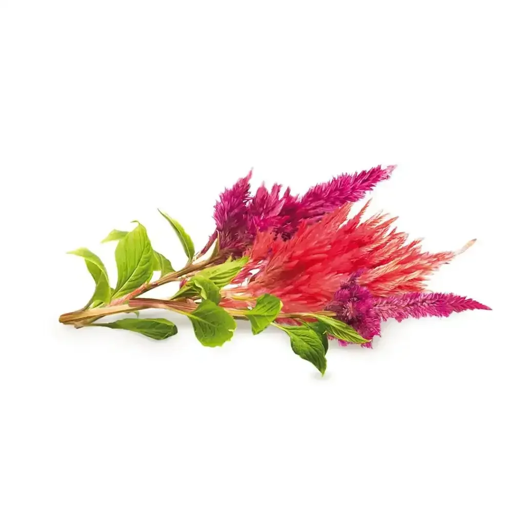 Click & Grow - Smart Garden Refill Cockscomb - Starter do Uprawy z Nasionami - Celozja Srebrzysta