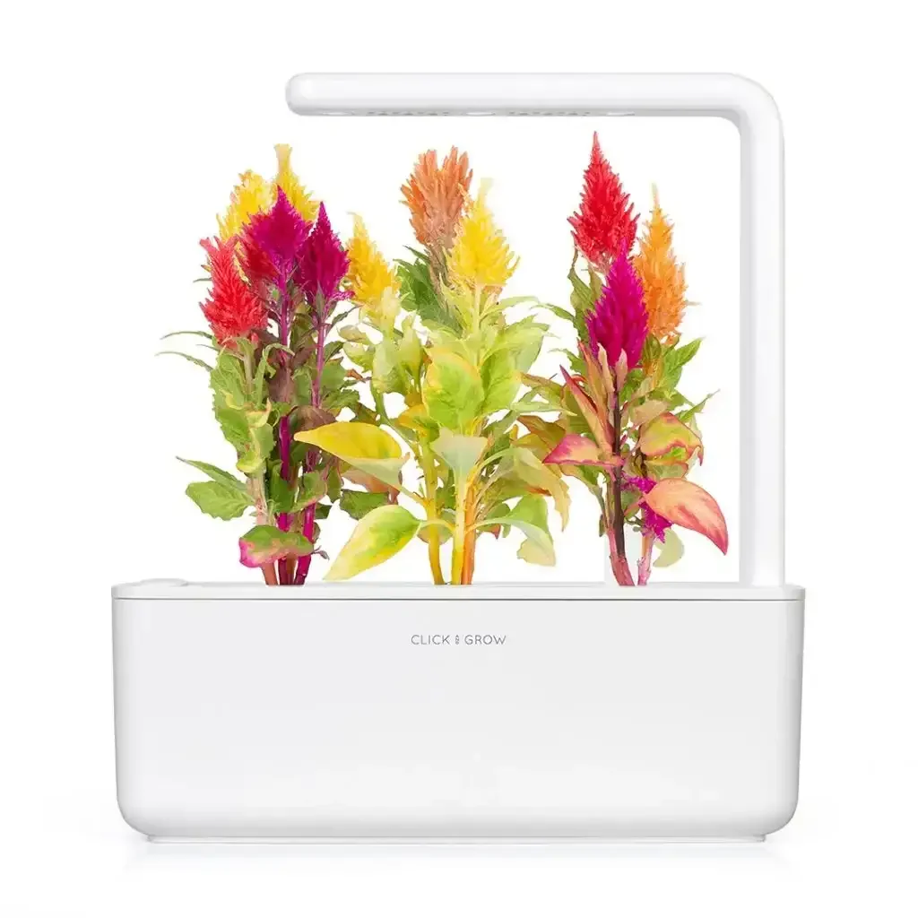Click & Grow - Smart Garden Refill Cockscomb - Starter do Uprawy z Nasionami - Celozja Srebrzysta - Image 4