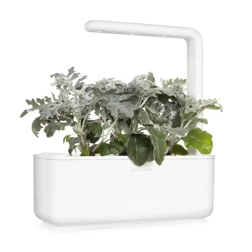 Click & Grow - Smart Garden Refill Dusty Miller - Starter do Uprawy z Nasionami - Starzec Popielny - Image 4