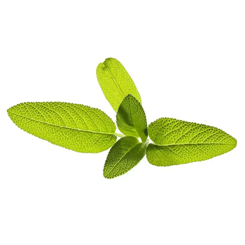 Click & Grow - Smart Garden Refill Garden Sage - Starter do Uprawy z Nasionami - Szałwia Lekarska