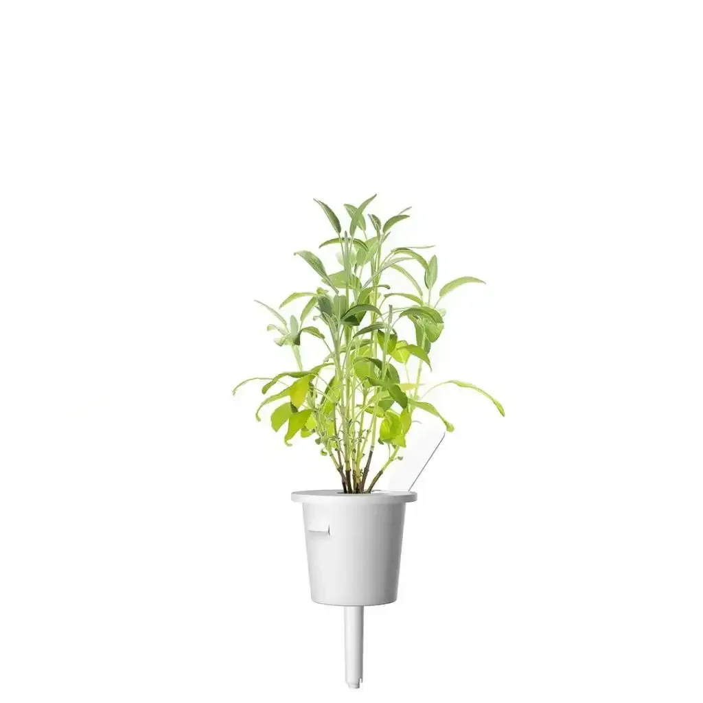 Click & Grow - Smart Garden Refill Garden Sage - Starter do Uprawy z Nasionami - Szałwia Lekarska - Image 3