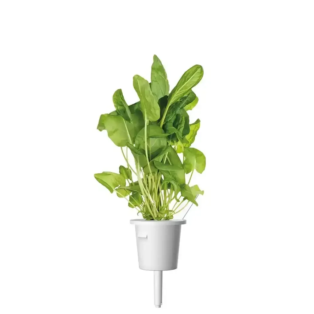 Click & Grow - Smart Garden Refill Green Sorrel - Starter do Uprawy z Nasionami - Szczaw Zwyczajny - Image 3