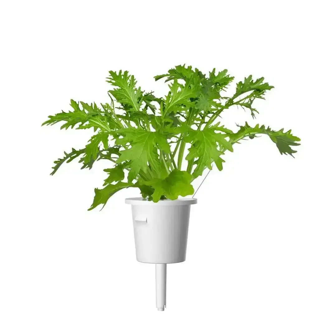 Click & Grow - Smart Garden Refill Leaf Mustard - Starter do Uprawy z Nasionami - Kapusta Sitowata - Image 2