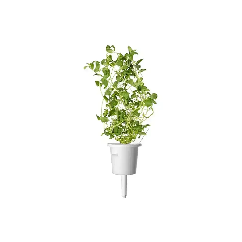 Click & Grow - Smart Garden Refill Marjoram - Starter do Uprawy z Nasionami - Majeranek Ogrodowy - Image 3