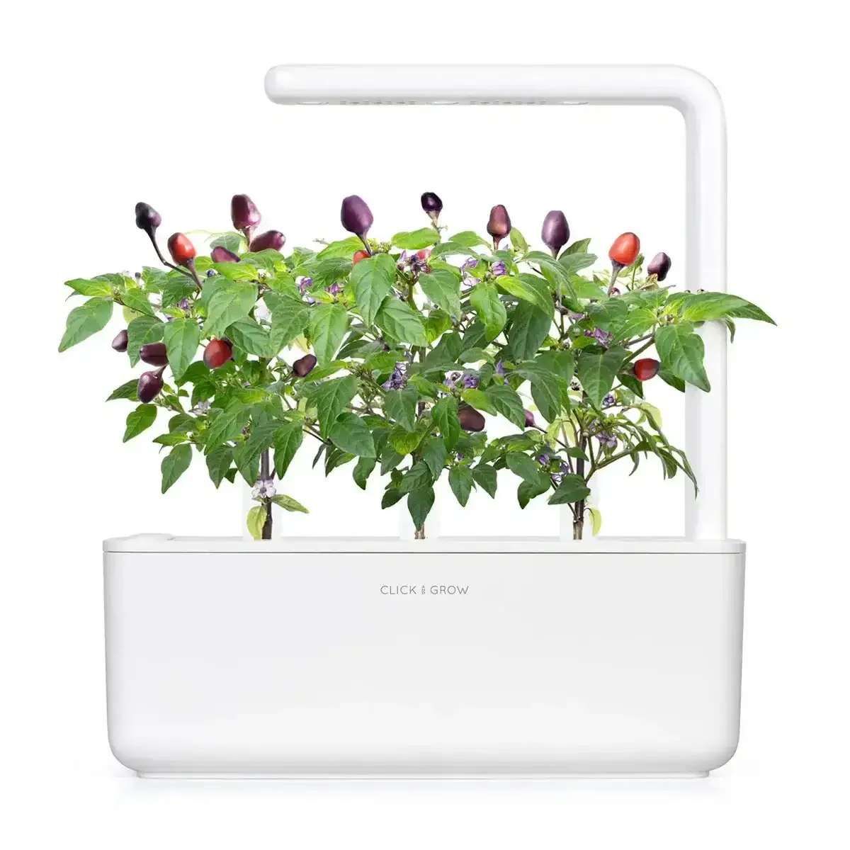 Click & Grow - Smart Garden Refill Purple Chili Pepper - Starter do Uprawy z Nasionami - Fioletowa Papryka Chili - Image 3